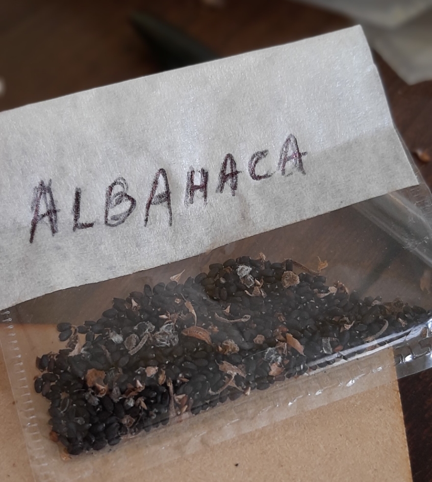 Bolsita de semillas de albahaca